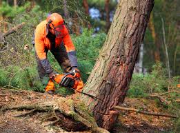 How Our Tree Care Process Works  in Man, WV